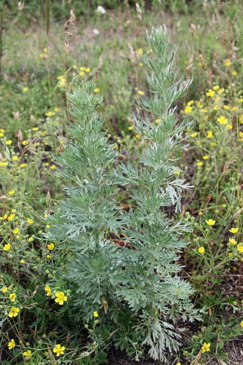 Wormwood - raw material for the preparation of an effective antihelminthic agent