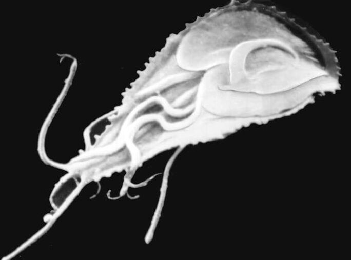 Malarial plasmodium