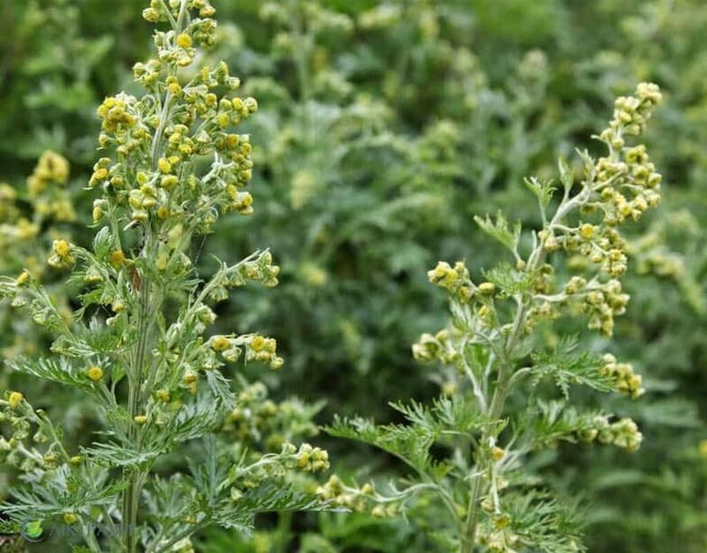 Bitter wormwood from parasites
