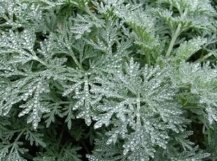 Wormwood against worms