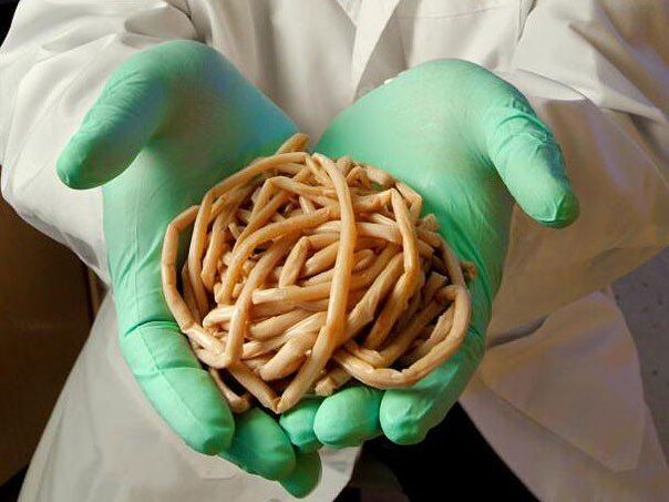 What are the dangerous parasites