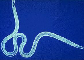 Parasite